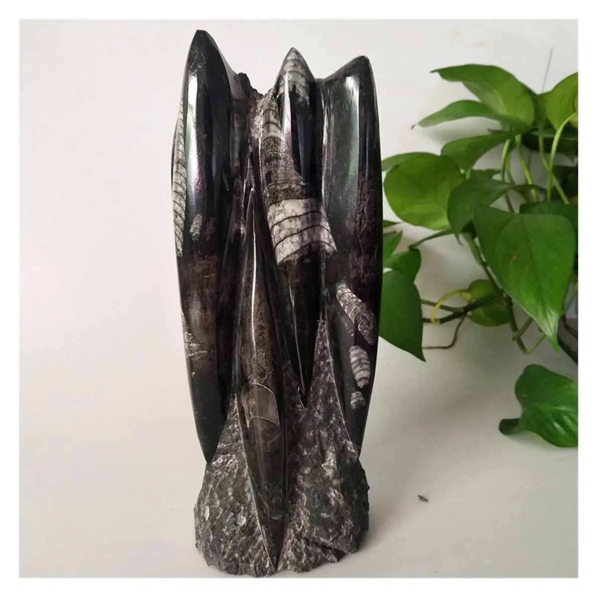 Cristallo Naturale Grezzo Pietre Naturali Cristalli Angolo retto fossile Esemplare Minerale Minerale, Ricerca Decorazione della casa e Pietra didattica