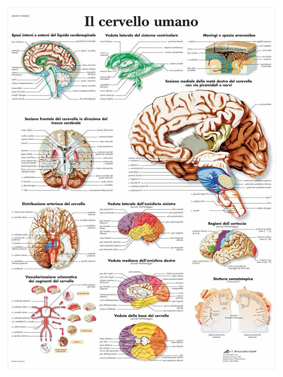 3B Scientific VR4615UU il Cervello Umano